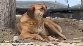 Bursa Hanlar Bölgesi'nde Ezanla Birlikte Uluyan Sokak Köpeği İlgi Çekti