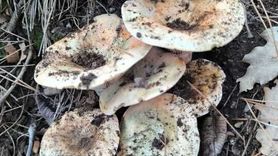 Çameli Karabayır'da Cintar Bereketi: İki Saatte Kamyonet Dolu