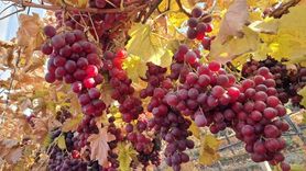 Dalında Taze: Sarıgöl'den Sofraya Sultaniye ve Red Globe Üzümleri