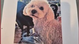 Didim'de kaybolan köpek Alfie için 10 bin TL ödül