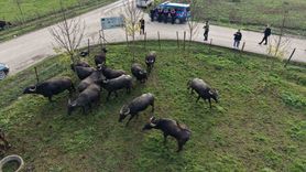 Düzce'de manda yetiştiriciliğine 17 damızlık boğa desteği