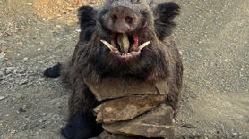 Elazığ'da dağlık alanda 200 kiloluk yaban domuzu avlandı