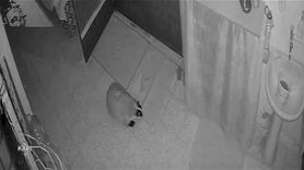 Elazığ'da kedilerin mamasını yiyen porsuğa karşı alarm kurdu