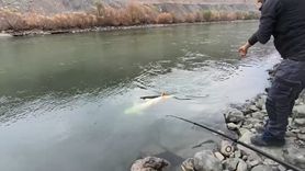 Elazığ'da Murat Nehri'nde 60 kiloluk dev turna balığı yakalandı