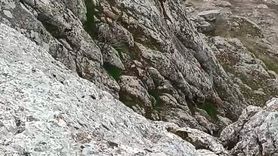 Elazığ Harput Mahallesi'nde sürü halinde dağ keçileri görüntülendi