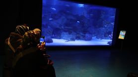 Engelsiz Dalış: Bağcılar Kursiyerleri Su Altında Bröve Aldı