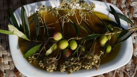 Erken ve olgun hasat zeytinyağları farklı içeriklere sahip — Dr. Mücahit Kıvrak