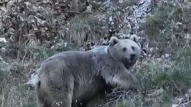 Erzincan Sazlıpınar’da Kış Uykusuna Hazırlanan İki Ayı Kamerada