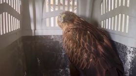 Erzurum'da iki kızıl şahin doğaya bırakıldı