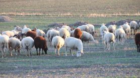 Eskişehir'de koyunlar kırlarda kışı geçiriyor