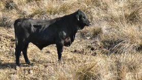 Firari angus drone ile görüntülendi — Mert Yılmaz’ın çekimleri olay anını kaydetti