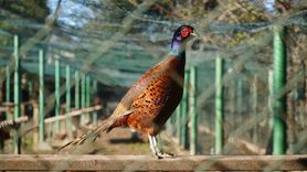 Gelemen’den Doğaya: 2025’te 3 bin Sülün Kahverengi Kokarca ile Mücadeleye Katıldı