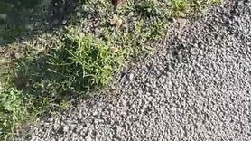 Gelibolu'da insanlara alışan tilki ziyaretçilerin maskotu oldu