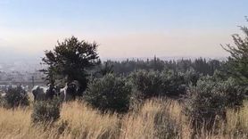 Hatay'da devrilen tırdan kaçan anguslar uyuşturucu iğneyle yakalandı