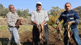 Hatay'da kuraklık verimi düşürdü: Tatlı patates hasadında sona gelindi