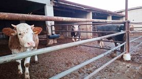 Hisarcık’ta şap karantinası yeniden uygulandı