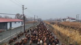 İğdırlı göçerler binlerce hayvanla Iğdır'a döndü