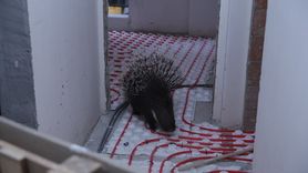 İncirliova’da oklu kirpi belediye ekipleri tarafından kurtarıldı