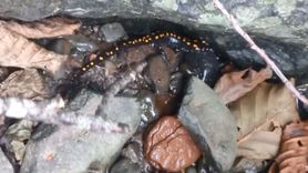 Kafkas semenderi Şavşat Meşeli Köyü'nde görüntülendi