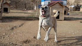 Kangallar kışa hazırlanıyor: Tüy değişimi ve kar beklentisi