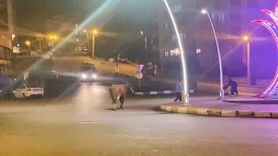 Karabük’te caddeye inen 3 büyükbaş hayvan trafiği aksattı