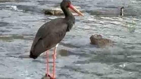 Karabük Yenice’de nadir görülen kara leylek görüntülendi