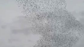 Karapınar'da sığırcık kuşları gökyüzünde görsel şölen