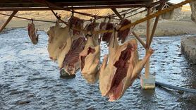 Kars’ta kazlar geleneksel yöntemle kurutularak kış sofralarına hazırlanıyor