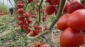 Kasım’da domates ve sebze fiyat endekslerinde sert düşüş