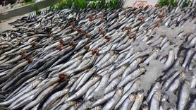 Kayseri'de hamsi bolluğu: palamut azlığı ve fiyat farkları