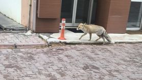 Kayseri'de yiyecek arayan tilki şehir merkezinde görüntülendi