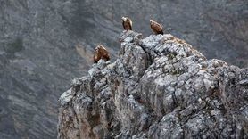 Kemaliye'de göçmen akbabalar çipli halde görüntülendi
