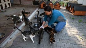 Kemer'de 227 sokak hayvanı kısırlaştırıldı ve aşılandı