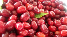 Kızılcıkla soğuk algınlığına karşı doğal koruma