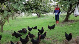 Kocaeli'de kırsal kalkınmaya yüzde 50 hibeli 'Doğal Salma' tavukçuluk desteği