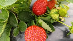 Köprübaşı'nda kış çileği kilosu 200 TL'ye satılıyor