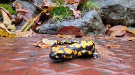 Koruma Altındaki Benekli Semenderler Kemaliye'de Görüntülendi