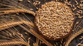 Kuraklık Arpa Ekimini Yaygınlaştırdı