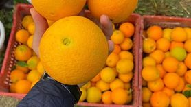Kuyucak’ta Coğrafi İşaretli portakal hasadı yapıldı, EKÜY belgeleri üreticilere verildi