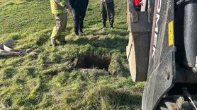 Kuyuya düşen inek Sındırgı'da kurtarıldı