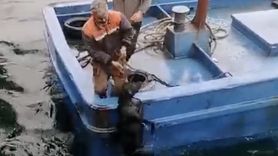 Lapseki iskelesinde denize düşen köpek balıkçılar tarafından kurtarıldı