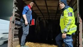 Malkara’da belgesiz hayvan sevkine idari para cezası