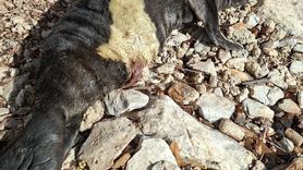 Marmaris’te kıyıya vuran yavru Akdeniz foku balıkçılarca korumaya alındı