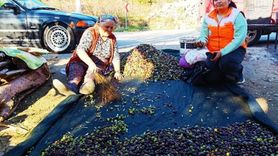Menteşe'de zeytinciliğe yönelik bilgilendirme ve saha denetimleri yoğunlaşıyor