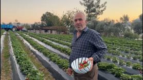 Mersin Anamur'da kış çileği: Bahçede kilogramı 130 TL