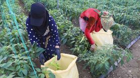 Mersin'de Akdenizli üreticilere sera ipi ve yapışkan tuzak desteği