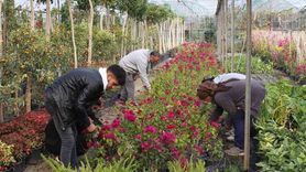 Muğla'da alım garantili süs bitkisi projesiyle yerel kalkınma ve kadın istihdamı güçleniyor