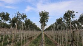 Muradiye Fidanlığı 2025'te 4 milyon 200 bin fidan üretti