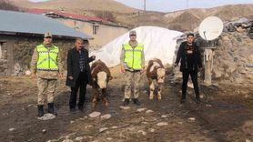 Muş’ta çalınan 2 büyükbaş jandarma operasyonuyla bulundu