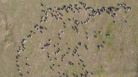 Muş'ta kar gecikmesi besicilere yem tasarrufu sağladı